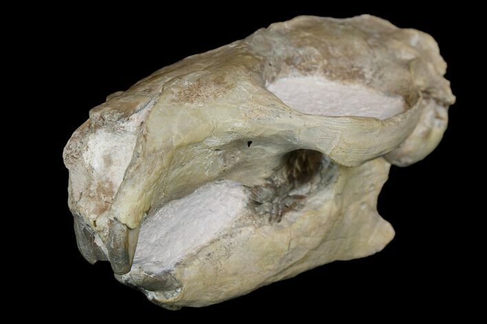 Fossil Squirrel-Like Mammal (Ischyromys) Skull - Nebraska #176357